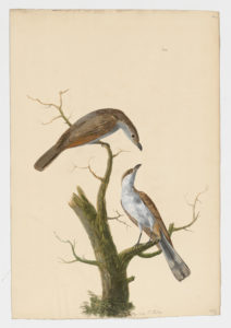 Drawing of a pair of Yellow-billed Cuckoos from 18th century specimens [modern geographical distribution: North America and South America]