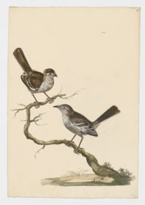Drawing of a pair of Bewick's Wrens from 18th century specimens [modern geographical distribution: the Western United States and Mexico. Attributed to Paillou, Peter, c.1720 – c.1790]