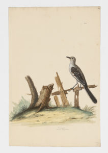 Drawing of a Bahama Mockingbird from a 18th century specimen [modern geographical distribution: North America and the Caribbean. Attributed to Paillou, Peter, c.1720 – c.1790]