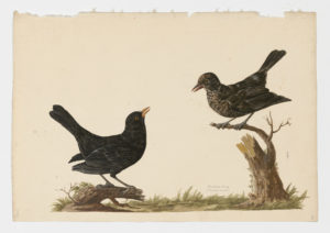 Drawing of a pair of male and female Eurasian Blackbirds from 18th century specimens [modern geographical distribution: Europe, Asia, North Africa, Australia, and New Zealand]