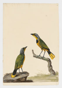 Drawing of a pair of Bokmakeries from 18th century specimens [modern geographical distribution: Southern Africa. Attributed to Paillou, Peter, c.1720 – c.1790]