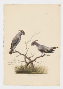 Drawing of a pair of Bohemian Waxwings from 18th century specimens [modern geographical distribution: the United States, Canada, Europe, and Asia]
