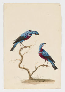 Drawing of a pair of Banded Cotingas from 18th century specimens [modern geographical distribution: Brazil (near the city of Salvador). Attributed to Paillou, Peter, c.1720 – c.1790]