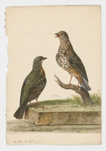 Drawing of a pair of Mistle Thrushes from 18th century specimens [modern geographical distribution: Europe, the Middle East, and Central Asia]