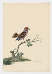 Drawing of a Hawfinch from a 18th century specimen [modern geographical distribution: Europe, North Africa, and Asia. Attributed to Paillou, Peter, c.1720 – c.1790]