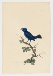 Drawing of an Ultramarine Grosbeak from a 18th century specimen [modern geographical distribution: Brazil and Colombia. Attributed to Paillou, Peter, c.1720 – c.1790]