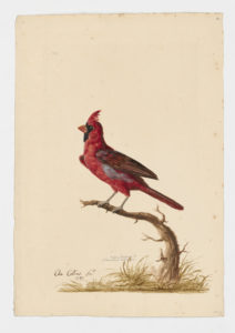 Drawing of a Northern Cardinal from a 18th century specimen [modern geographical distribution: North America]