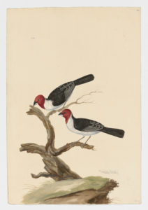 Drawing of a pair of Red-Cowled Cardinals from 18th century specimens [modern geographical distribution: Brazil. Attributed to Paillou, Peter, c.1720 – c.1790]