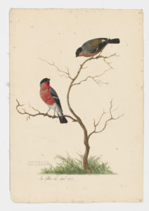 Drawing of a pair of Eurasian Bullfinches from 18th century specimens [modern geographical distribution: Europe, the Middle East, Central Asia, and Northeast Asia]