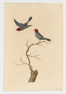 Drawing of a pair of male Red-Headed Finches from 18th century specimens [modern geographical distribution: Southern Africa]