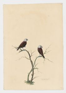 Drawing of a pair of White-Headed Munias from 18th century specimens [modern geographical distribution: Southeast Asia, including Indonesia. Attributed to Paillou, Peter, c.1720 – c.1790]
