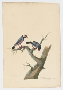 Drawing of a pair of Java Sparrows from 18th century specimens [modern geographical distribution: the Philippines, Indonesia, Southeast Asia, and Hawaii]