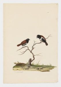 Drawing of a pair of Tricolored Munias from 18th century specimens [modern geographical distribution: India, Indonesia, Malaysia, the Philippines, Caribbean, Central America, and Northern South America. Attributed to Paillou, Peter, c.1720 – c.1790]