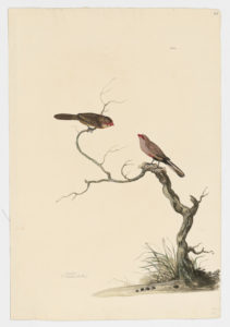 Drawing of a pair of Common Waxbills from 18th century specimens [modern geographical distribution: Sub-Saharan Africa, Southern Europe, and South America. Attributed to Paillou, Peter, c.1720 – c.1790]
