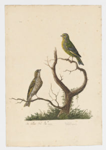 Drawing of a pair of European Greenfinches from 18th century specimens [modern geographical distribution: Europe, the Middle East, Central Asia, Australia, and New Zealand]