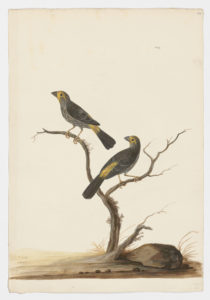 Drawing of a pair of House Finches from 18th century specimens [modern geographical distribution: North America. Attributed to Paillou, Peter, c.1720 – c.1790]