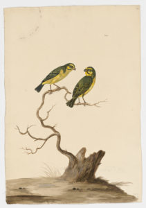 Drawing of a pair of Yellow Fronted Canaries from 18th century specimens [modern geographical distribution: Sub-Saharan Africa and Hawaii. Attributed to Paillou, Peter, c.1720 – c.1790]