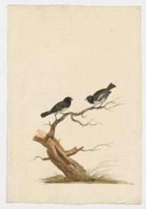 Drawing of a pair of Yellow-bellied Seedeaters from 18th century specimens [modern geographical distribution: Panama and tropical South America. Attributed to Paillou, Peter, c.1720 – c.1790]
