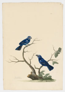 Drawing of a pair of Ultramarine Grosbeaks from 18th century specimens [modern geographical distribution: Brazil and Colombia. Attributed to Paillou, Peter, c.1720 – c.1790]