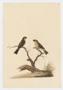 Drawing of a pair of Ultramarine Grosbeaks from 18th century specimens [modern geographical distribution: Brazil and Colombia. Attributed to Paillou, Peter, c.1720 – c.1790]
