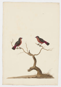 Drawing of a pair of Tanagers from 18th century specimens [Attributed to Paillou, Peter, c.1720 – c.1790]