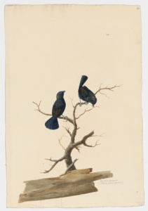Drawing of a pair of Blue-Black Grassquits from 18th century specimens [modern geographical distribution: Central America and South America. Attributed to Paillou, Peter, c.1720 – c.1790]
