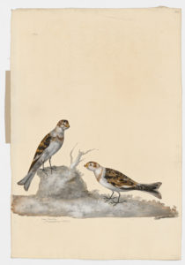 Drawing of a pair of Snow Buntings from 18th century specimens [modern geographical distribution: North America, Europe, and Russia. Attributed to Paillou, Peter, c.1720 – c.1790]