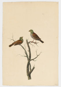 Drawing of a pair of Ortolan Buntings from 18th century specimens [modern geographical distribution: Europe, the Middle East, Central Asia, and Africa. Attributed to Paillou, Peter, c.1720 – c.1790]