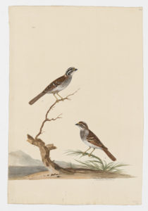Drawing of a pair of male and female White-throated Sparrows from 18th century specimens [modern geographical distribution: the United States and Canada. Attributed to Paillou, Peter, c.1720 – c.1790]