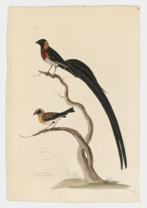 Drawing of a male Togo Paradise-Whydah from a 18th century specimen [modern geographical distribution: Liberia, Cote d'Ivoire, Ghana, Togo, and Benin. Attributed to Paillou, Peter, c.1720 – c.1790]