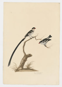 Drawing of a pair of Pin-tailed Whydahs from 18th century specimens [modern geographical distribution: Sub-Saharan Africa. Attributed to Paillou, Peter, c.1720 – c.1790]