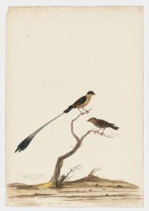 Drawing of a pair of male and female Shaft-tailed Whydahs from 18th century specimens [modern geographical distribution: Southern Africa. Attributed to Paillou, Peter, c.1720 – c.1790]