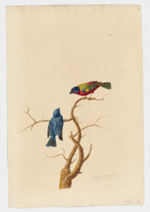 Drawing of a male Painted Bunting from a 18th century specimen [modern geographical distribution: North America] and a male Indigo Bunting from a 18th century specimen [modern geographical distribution: North America and as far south as Northern Colombia]