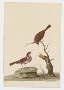 Drawing of a pair of Red Fox Sparrows from 18th century specimens [modern geographical distribution: the United States, Canada, and Northern Mexico. Attributed to Paillou, Peter, c.1720 – c.1790]