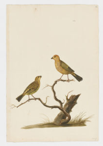 Drawing of a pair of Finches from 18th century specimens [Attributed to Paillou, Peter, c.1720 – c.1790]