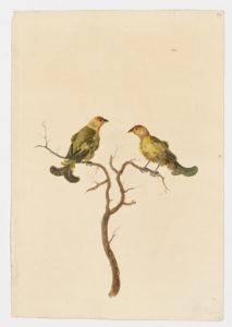 Drawing of a pair of Saffron Finches from 18th century specimens [modern geographical distribution: South America, the Caribbean, and Hawaii. Attributed to Paillou, Peter, c.1720 – c.1790]