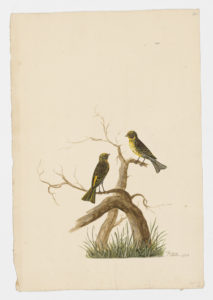 Drawing of a pair of European Serins from 18th century specimens [modern geographical distribution: Europe, North Africa, and Turkey]