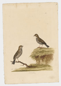 Drawing of a pair of Meadow Pipits from 18th century specimens [modern geographical distribution: Europe, the Middle East, and North Africa]