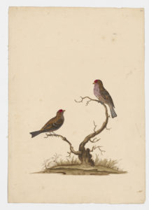 Drawing of a male House Finch from a 18th century specimen [modern geographical distribution: North America. Attributed to Paillou, Peter, c.1720 – c.1790 and Collins, Charles]