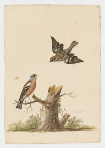 Drawing of a pair of male and female Common Chaffinches from 18th century specimens [modern geographical distribution: Europe, North Africa, the Middle East, Central Asia, and New Zealand]