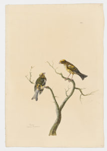Drawing of a pair of Island Canaries from 18th century specimens [modern geographical distribution: primarily the Canary Islands and Azores and occasionally Western and Southern Europe. Attributed to Paillou, Peter, c.1720 – c.1790]