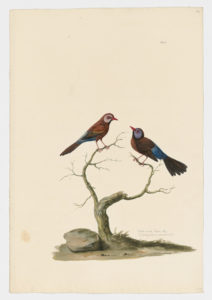 Drawing of a pair of Violet-eared Waxbills from 18th century specimens [modern geographical distribution: Southern Africa. Attributed to Paillou, Peter, c.1720 – c.1790]