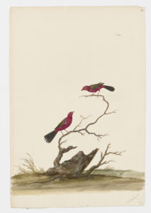 Drawing of pair of Summer Tanagers from 18th century specimens [modern geographical distribution: the United States, Southern Canada, Central America, the Caribbean, and Northern South America. Attributed to Paillou, Peter, c.1720 – c.1790]