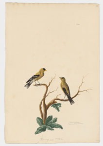 Drawing of a pair of American Goldfinches from 18th century specimens [modern geographical distribution: Canada, the United States, and Mexico]