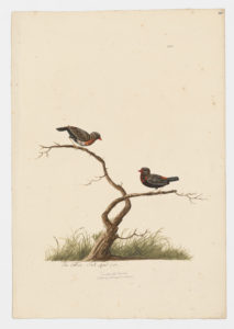 Drawing of a pair of Red Avadavats from 18th century specimens [modern geographical distribution: India, Southeast Asia, and Indonesia]