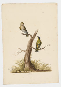 Drawing of a pair of male and female Eurasian Siskin from 18th century specimens [modern geographical distribution: Europe, North Africa, the Middle East, Central Asia, and Northeast Asia]