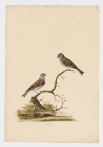 Drawing of a pair of male and female Eurasian Linnet from 18th century specimens [modern geographical distribution: Europe, North Africa, the Middle East, and Central Asia]