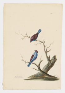 Drawing of a pair of male Southern Cordonbleus from 18th century specimens [modern geographical distribution: Sub-Saharan Africa]