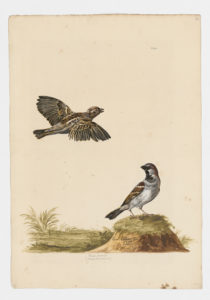 Drawing of a pair of male and female House Sparrows from 18th century specimens [modern geographical distribution: worldwide]