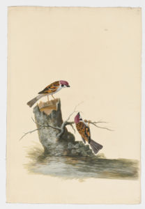 Drawing of a pair of male Eurasian Tree Sparrows from 18th century specimens [modern geographical distribution: Europe, Asia, Oceania, Australia, the Northeastern United States, and Eastern Canada. Attributed to Paillou, Peter, c.1720 – c.1790]